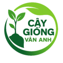 Cây Giống Vân Anh 