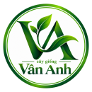 Cây Giống Vân Anh 