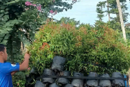 Trồng Cây Công Trình Uy Tín Tại Trảng Bom 