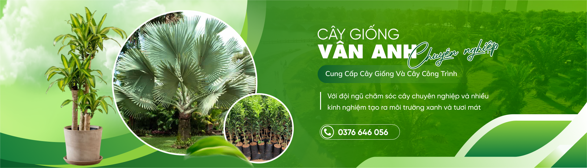 Cây Giống Vân Anh 