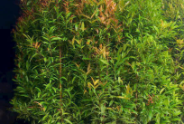 Cây Giống Vân Anh 