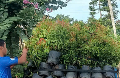 Trồng Cây Công Trình Uy Tín Tại Trảng Bom 