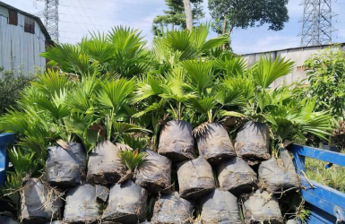 Thế Giới Cây Xanh – Cung Cấp Cây Xanh Vân Anh