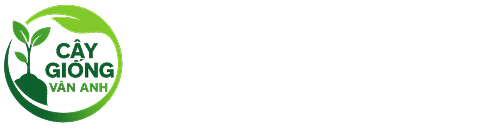 Cây Giống Vân Anh 