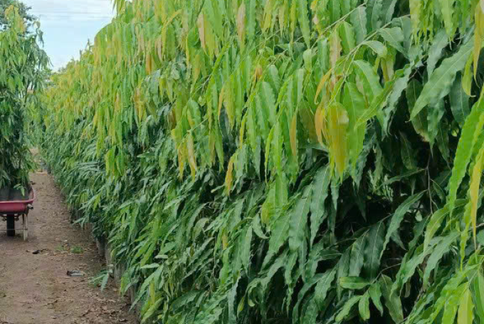 CHĂM SÓC BẢO DƯỠNG CẢNH QUAN 