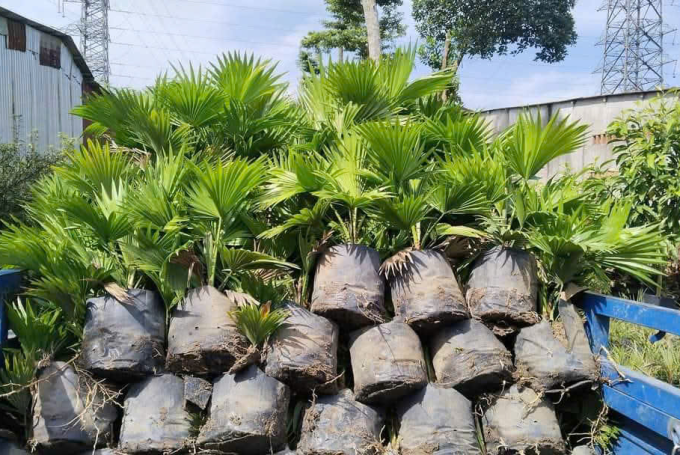 Cung Cấp Cây Giống