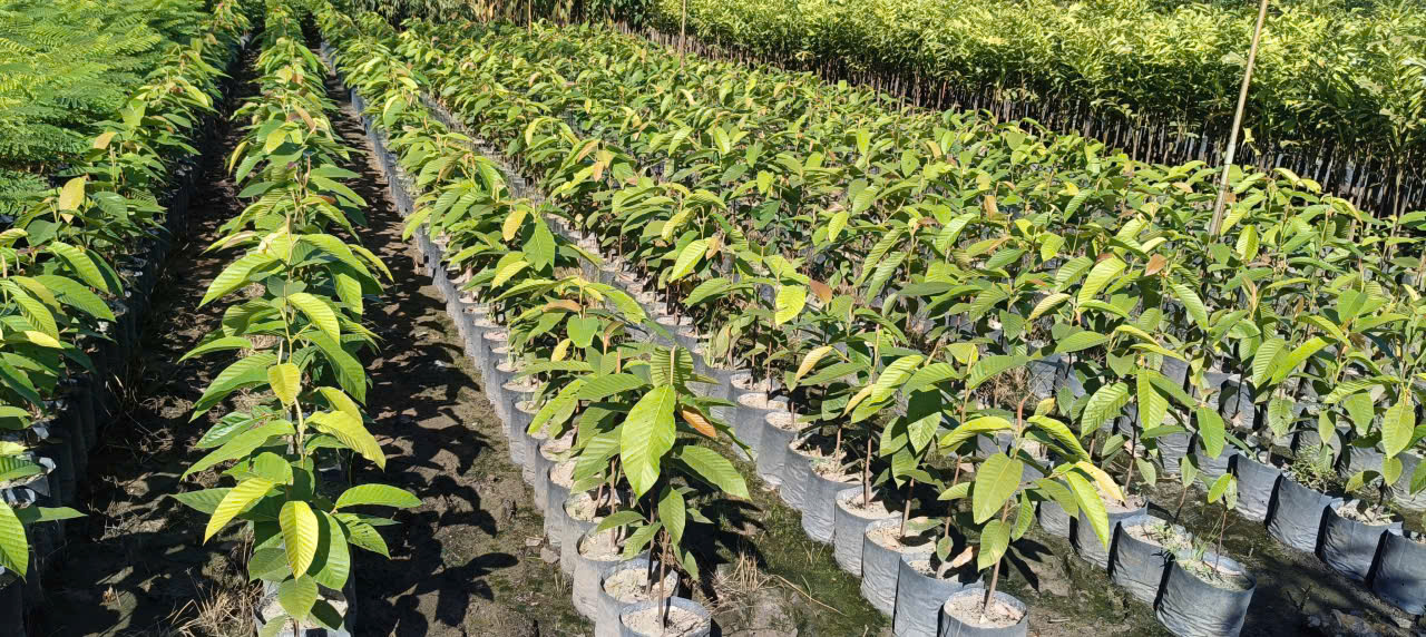 Cây dầu rái giống phát triển khỏe mạnh tại vườn