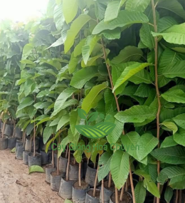 CÂY DẦU RÁI 