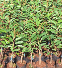 CÂY SẦU RIÊNG 