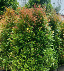 CÂY HỒNG LỘC 