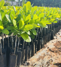 CÂY ĐIỀU GIỐNG GHÉP 