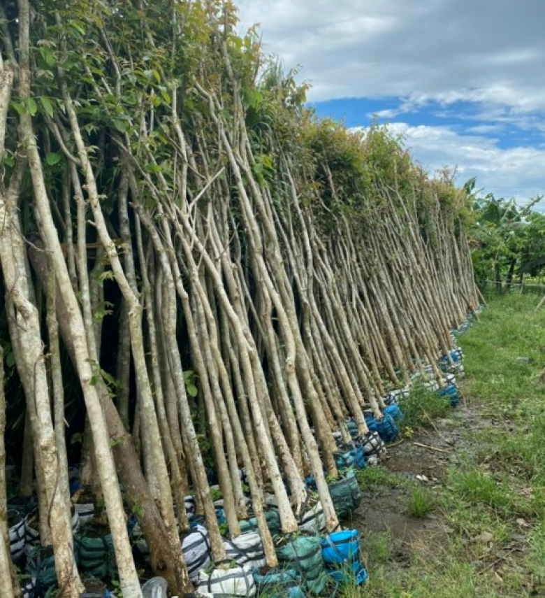 CÂY BẰNG LĂNG TÍM 
