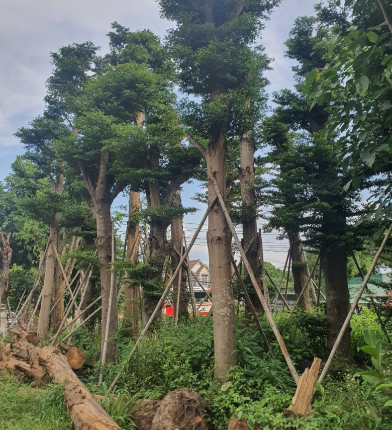 CÂY BÀNG ĐÀI LOAN 