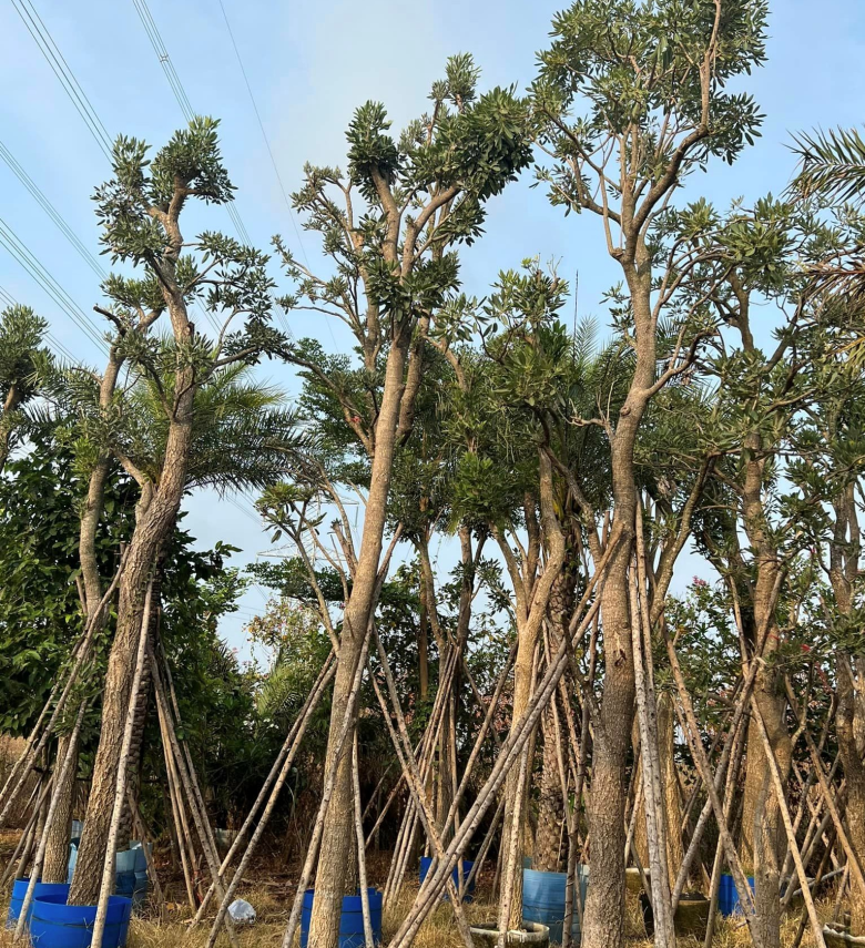 CÂY CHUÔNG VÀNG 