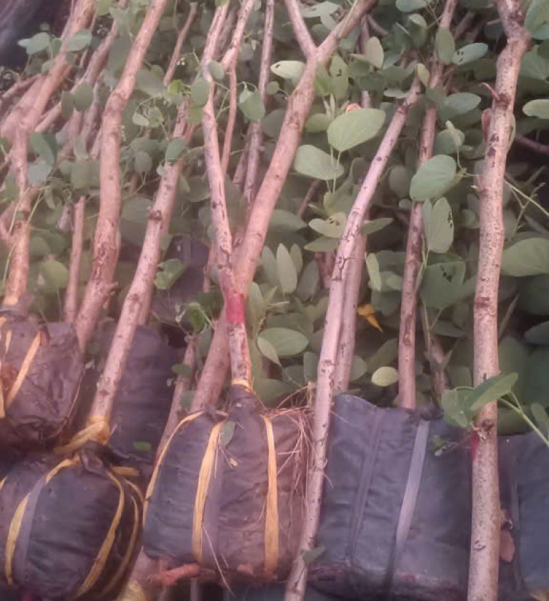 CÂY BAN HOÀNG HẬU ( MÓNG BÒ THÁI ) 