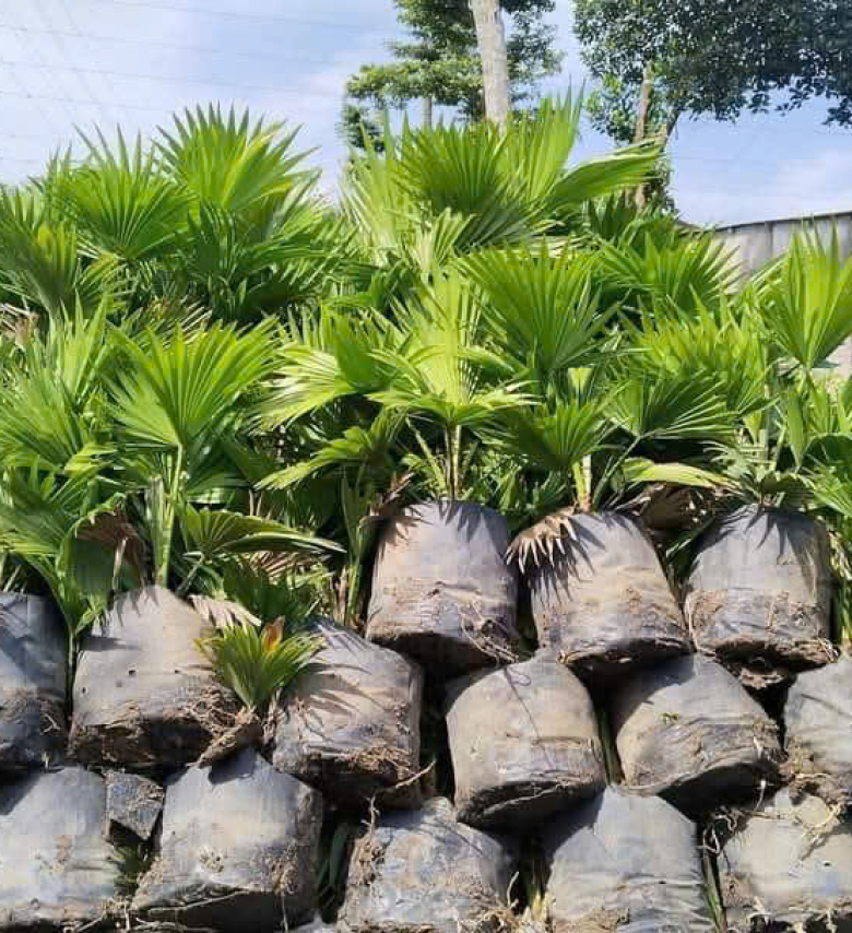 CÂY CỌ ĐỎ DA TRƠN 