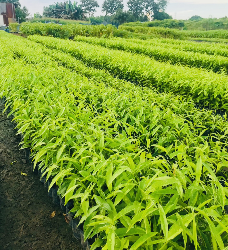 CÂY TRẦM HƯƠNG 