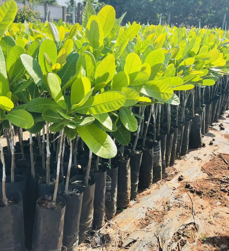 CÂY ĐIỀU GIỐNG GHÉP 